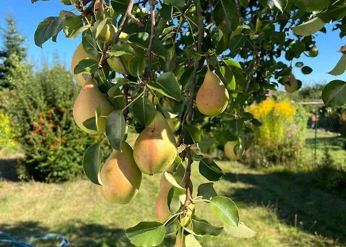 Dahlienhof بيت للعطل *